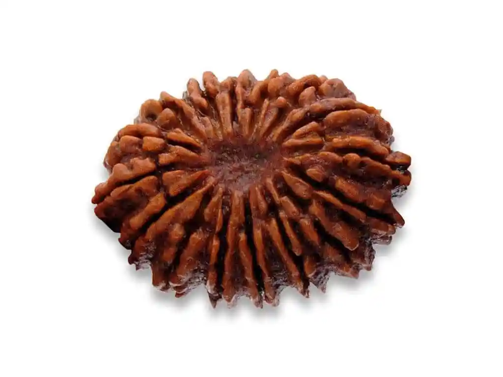 16 Face Rudraksha