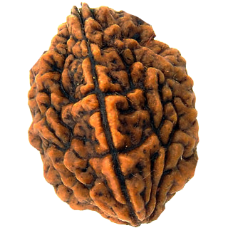 2 Face Rudraksha